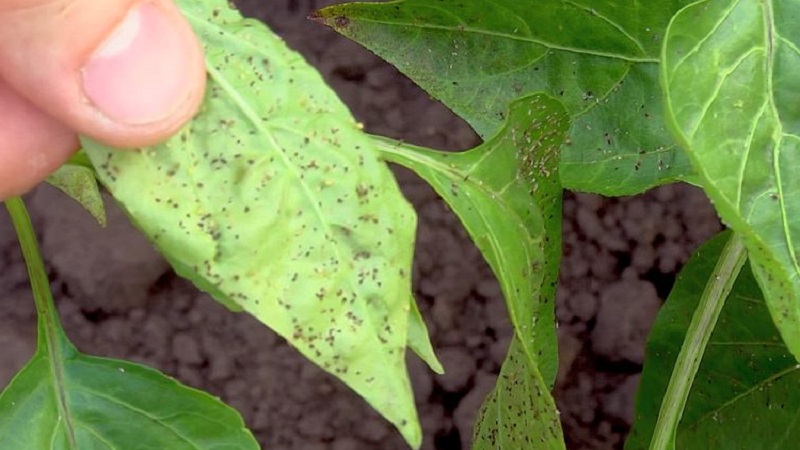 Sweet pepper leaves are all in holes: who eats the crop and how to deal with pests
