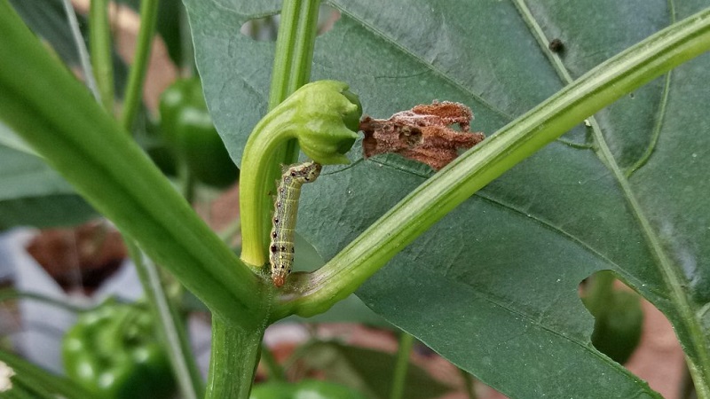 Sweet pepper leaves are all in holes: who eats the crop and how to deal with pests