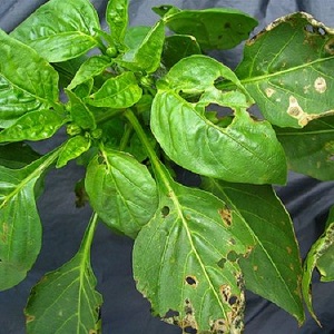 Sweet pepper leaves are all in holes: who eats the crop and how to deal with pests