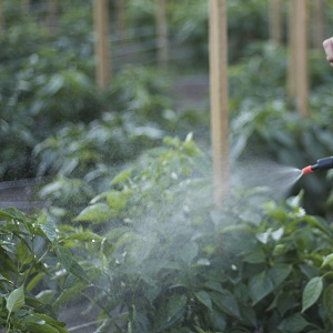 Sweet pepper leaves are all in holes: who eats the crop and how to deal with pests