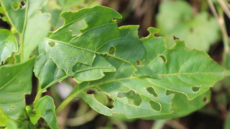 Sweet pepper leaves are all in holes: who eats the crop and how to deal with pests