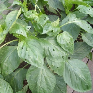 Sweet pepper leaves are all in holes: who eats the crop and how to deal with pests