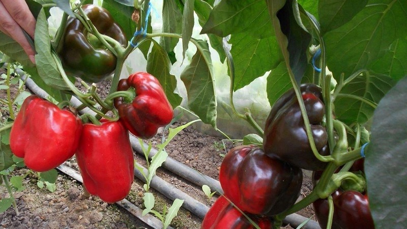 The best sweet peppers for greenhouses in the Moscow region