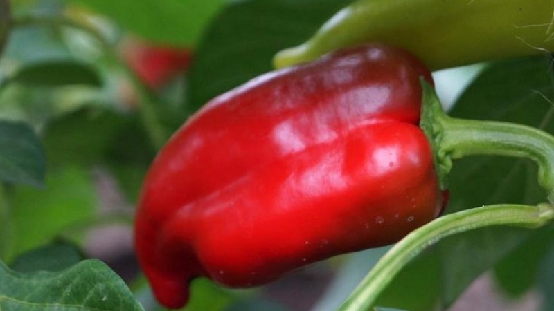 The best sweet peppers for greenhouses in the Moscow region
