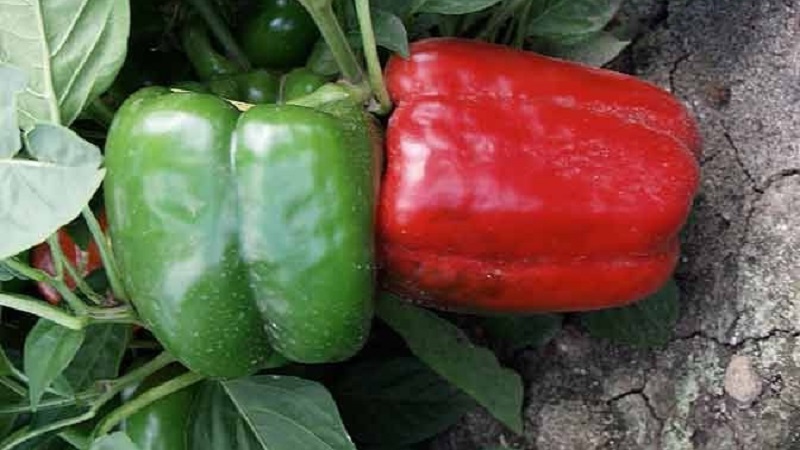 The best sweet peppers for greenhouses in the Moscow region