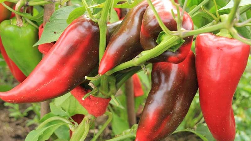 The best sweet peppers for greenhouses in the Moscow region
