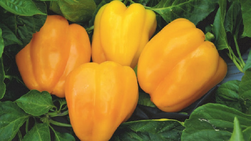 The best sweet peppers for greenhouses in the Moscow region