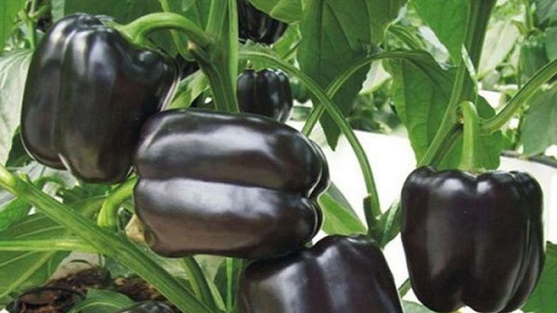 The best sweet peppers for greenhouses in the Moscow region