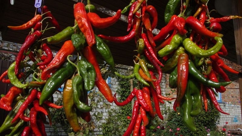 The best ways to harvest hot peppers for the winter: recipes for preserving and drying hot seasonings
