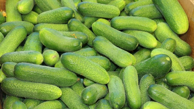 Delicious and easy-to-grow cucumbers Lukhovitsky