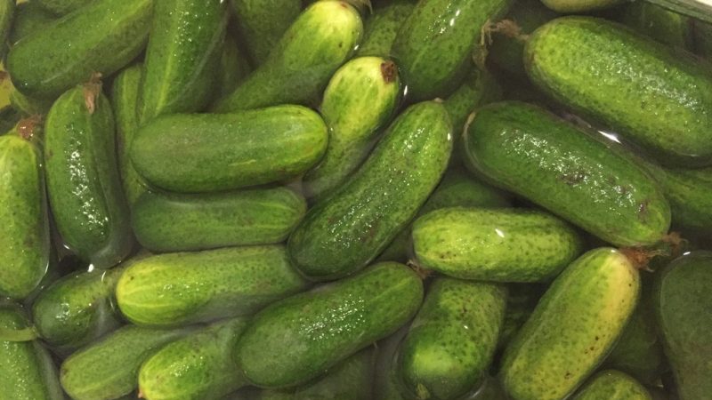 Delicious and easy-to-grow cucumbers Lukhovitsky