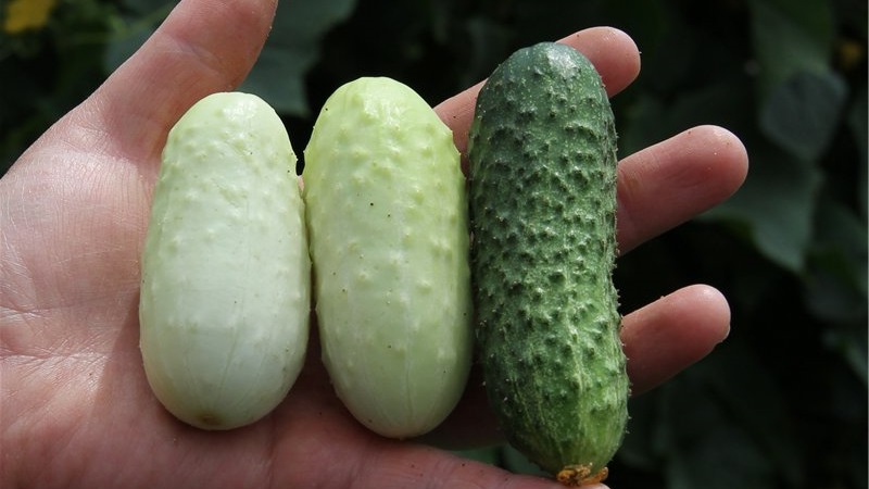 The favorite of many summer residents is the White Angel cucumber variety with an unusual appearance and pleasant taste