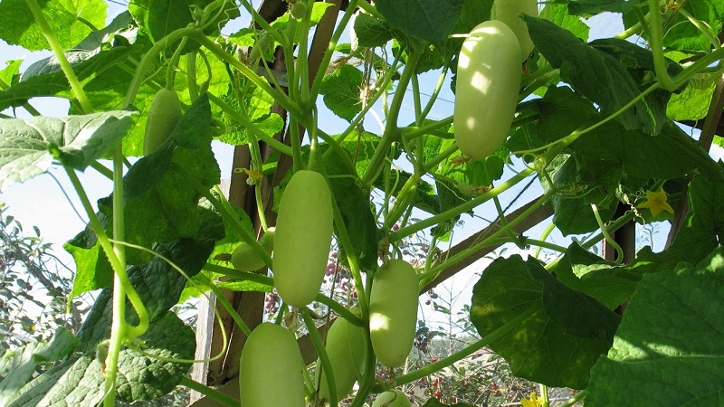 The favorite of many summer residents is the White Angel cucumber variety with an unusual appearance and pleasant taste