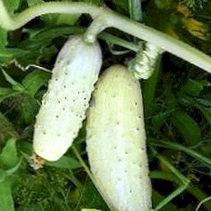 The favorite of many summer residents is the White Angel cucumber variety with an unusual appearance and pleasant taste