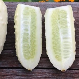 The favorite of many summer residents is the White Angel cucumber variety with an unusual appearance and pleasant taste