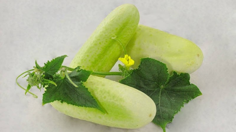 The favorite of many summer residents is the White Angel cucumber variety with an unusual appearance and pleasant taste