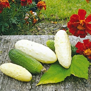 The favorite of many summer residents is the White Angel cucumber variety with an unusual appearance and pleasant taste