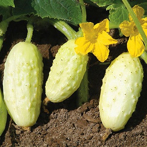 The favorite of many summer residents is the White Angel cucumber variety with an unusual appearance and pleasant taste
