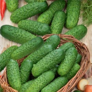 How to properly grow Marinda f1 cucumbers on your plot and get a rich harvest
