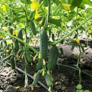 How to properly grow Marinda f1 cucumbers on your plot and get a rich harvest