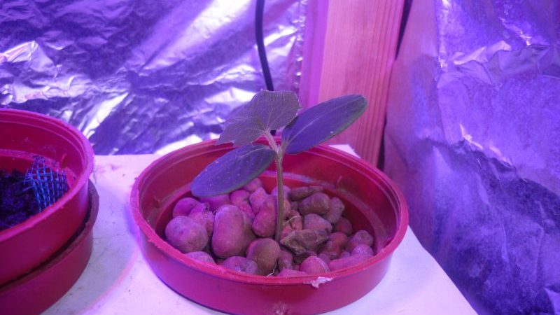 How to properly grow Marinda f1 cucumbers on your plot and get a rich harvest