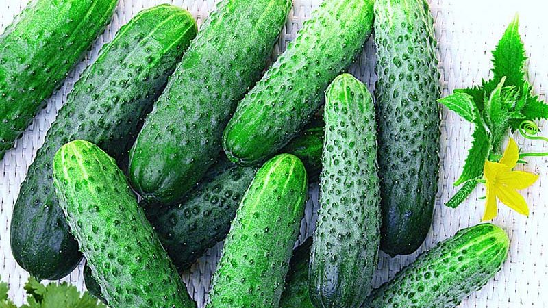 Hybrid early ripe hybrid of Merengue cucumbers, resistant to diseases and weather conditions