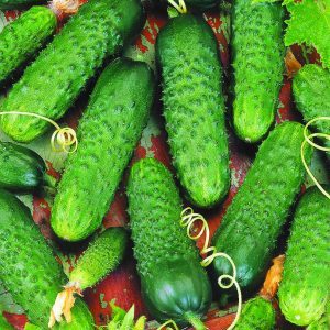 Hybrid early ripe hybrid of Merengue cucumbers, resistant to diseases and weather conditions