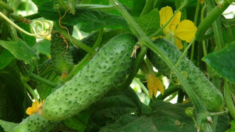Hybrid early ripe hybrid of Merengue cucumbers, resistant to diseases and weather conditions