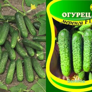 Hybrid early ripe hybrid of Merengue cucumbers, resistant to diseases and weather conditions