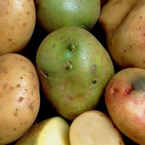 Is it possible to eat green potatoes, is it dangerous for the human body and why
