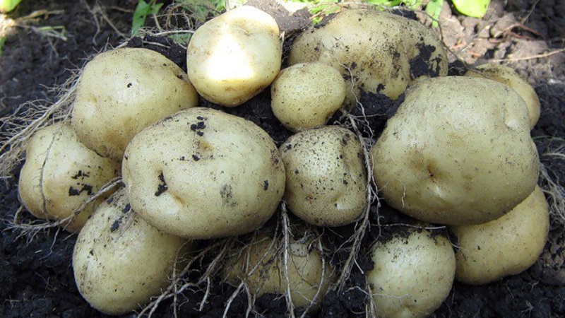 Is it possible to eat green potatoes, is it dangerous for the human body and why