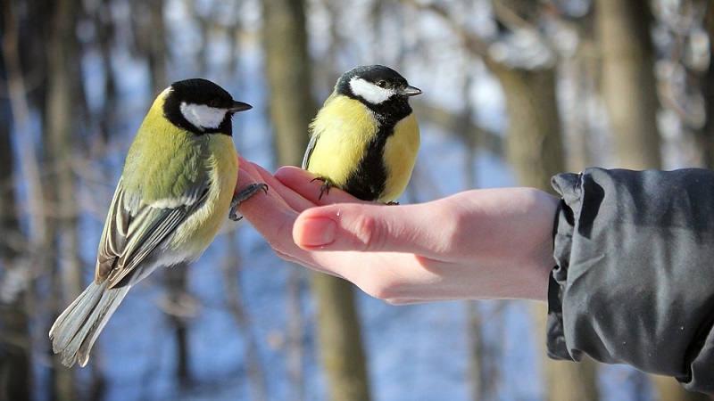 Is it possible to feed birds with rice and other cereals