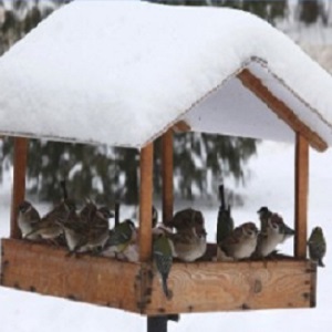 Is it possible to feed birds with rice and other cereals