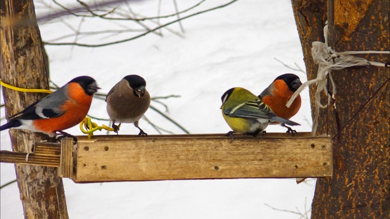 Is it possible to feed birds with rice and other cereals