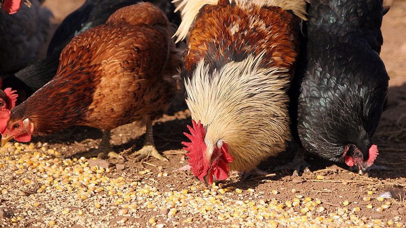 Is it possible to feed birds with rice and other cereals