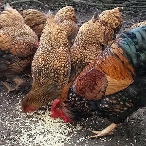Is it possible to feed birds with rice and other cereals