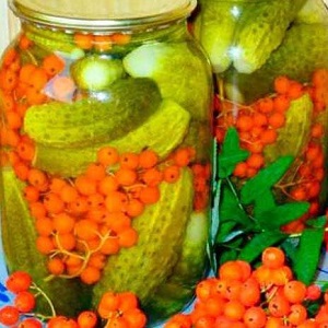 Is it possible to salt Zozulya cucumbers and how to do it correctly