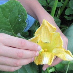 Instead of ovaries on a pumpkin, a barren flower - what to do and how to deal with it: we identify the causes of the problem and solve them