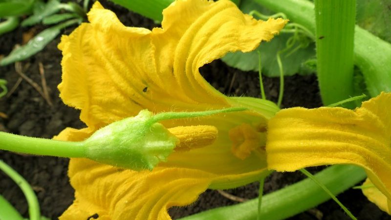 Instead of ovaries on a pumpkin, a barren flower - what to do and how to deal with it: we identify the causes of the problem and solve them