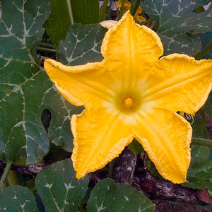 Instead of ovaries on a pumpkin, a barren flower - what to do and how to deal with it: we identify the causes of the problem and solve them