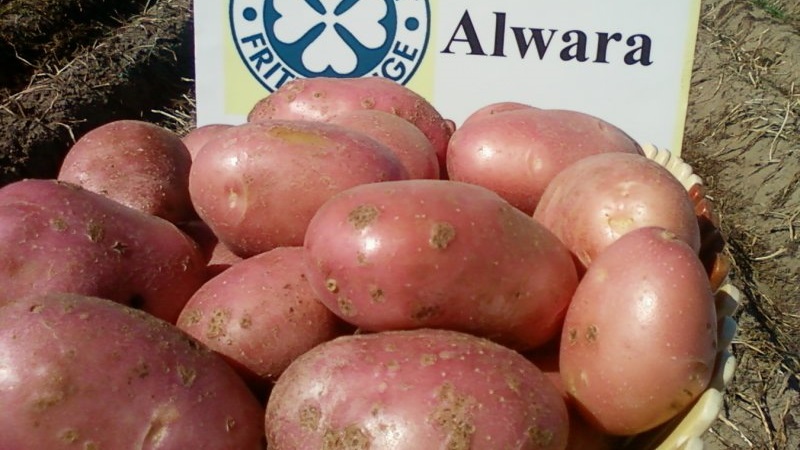 Reliable and beloved by farmers, Alvar potato variety from German breeders