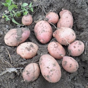Reliable and beloved by farmers, Alvar potato variety from German breeders