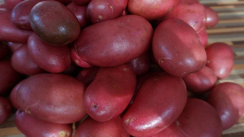 Reliable and beloved by farmers, Alvar potato variety from German breeders