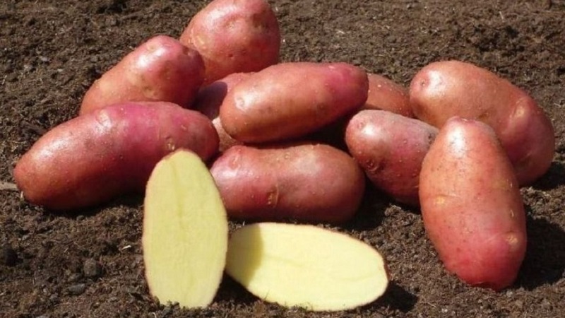 Reliable and beloved by farmers, Alvar potato variety from German breeders