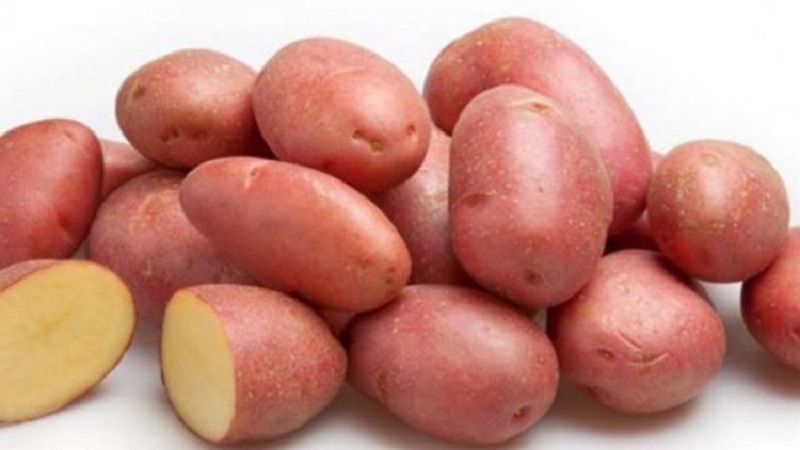 Reliable and beloved by farmers, Alvar potato variety from German breeders