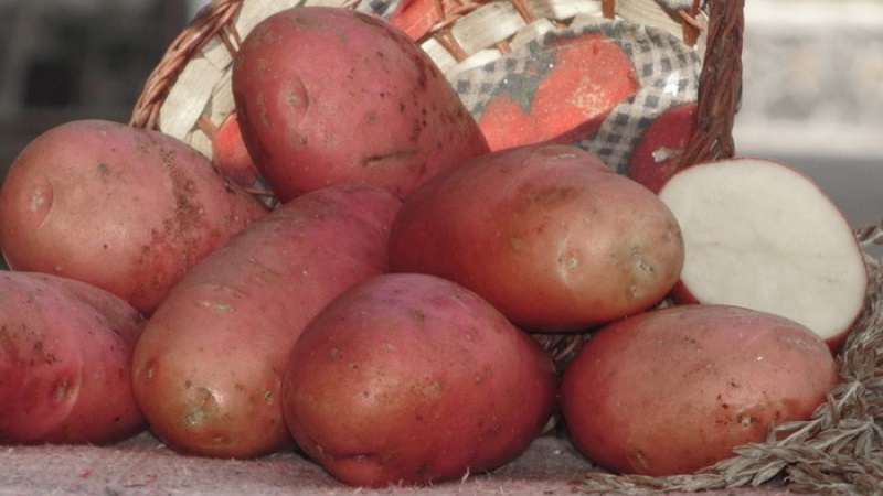 Reliable and beloved by farmers, Alvar potato variety from German breeders