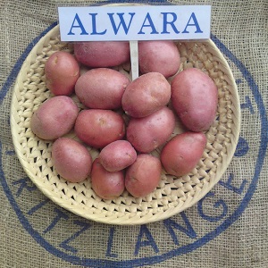 Reliable and beloved by farmers, Alvar potato variety from German breeders
