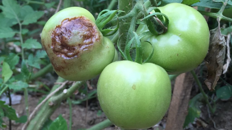 How effective is Trichopolum in the fight against late blight?