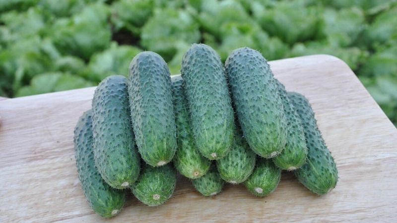 An unpretentious hybrid of Tchaikovsky f1 cucumbers, which gives a rich harvest even with minimal maintenance