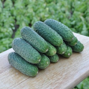 An unpretentious hybrid of Tchaikovsky f1 cucumbers that gives a rich harvest even with minimal maintenance